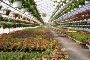 پرورش گل و گیاه به دو روش اصلی انجام میشود: 1. روش گلخانهای 2. هوای آزاد یا کشاورزی