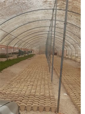 گلدان های آماده برای کاشت شب بو