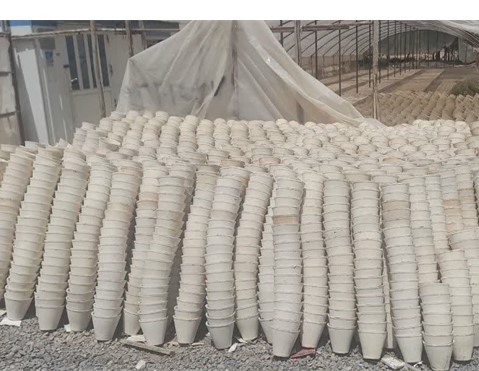 خمینیشهر بهخصوص در پرورش گل شببو شهرت دارد و در این زمینه رکورددار است.