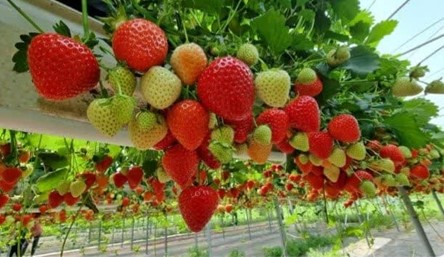 در گلخانههای هیدروپونیک
به دلیل دقت و کیفیت بالای تولید، محصولات عمدتاً برای صادرات پرورش داده میشوند.